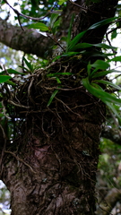 Tridactyle tricuspis