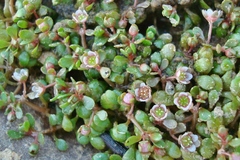 Elatine macropoda