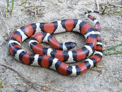 Lampropeltis gentilis