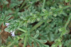 Verbena supina