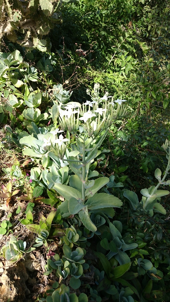 Kalanchoe marmorata, Arroyo Seco, MX-QE, MX