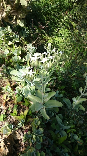 Kalanchoe marmorata