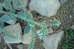 Heliotropium supinum