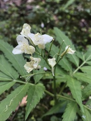 Cardamine kitaibelii