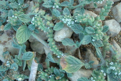 Heliotropium supinum