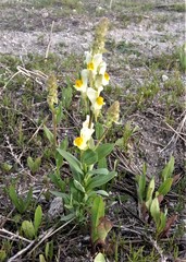 Linaria hirta