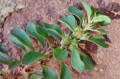 Lythrum portula