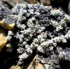 Helichrysum saxicola
