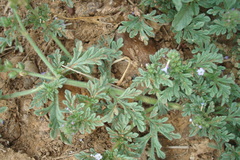 Verbena supina