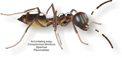 Conophorisca littoriticus