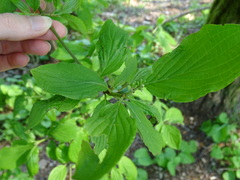Phyllocoptes depressus