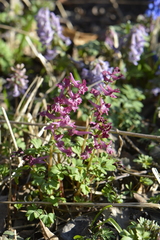 Corydalis cava