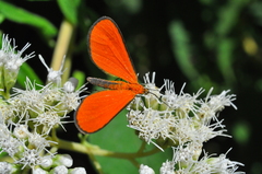 Eudulophasia