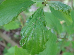 Phyllocoptes depressus