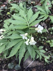 Cardamine kitaibelii