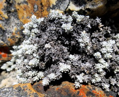 Helichrysum saxicola
