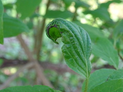 Phyllocoptes depressus