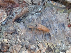 Leptoschema protractus