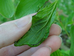 Phyllocoptes depressus