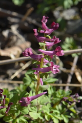 Corydalis cava