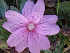 Sidalcea calycosa rhizomata
