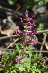 Corydalis cava