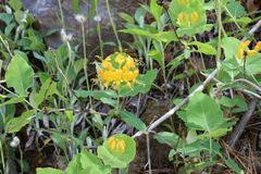 Lonicera flava