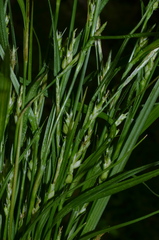 Carex corrugata