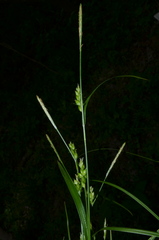 Carex corrugata