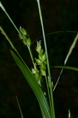 Carex corrugata
