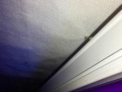 Takecallis arundinariae