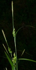 Carex corrugata
