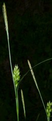 Carex corrugata