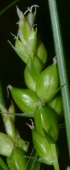 Carex corrugata