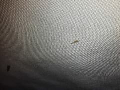 Takecallis arundinariae