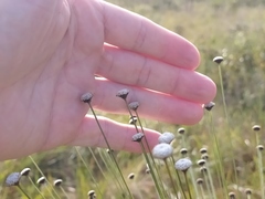 Paepalanthus chiquitensis