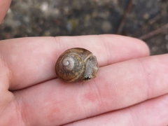 Gastropoda