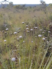 Paepalanthus chiquitensis