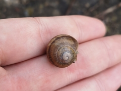 Gastropoda