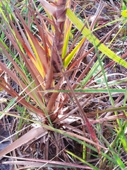 Paepalanthus chiquitensis