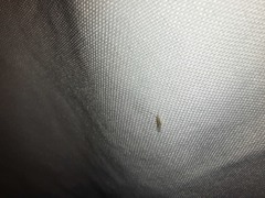 Takecallis arundinariae