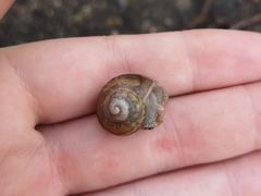 Gastropoda