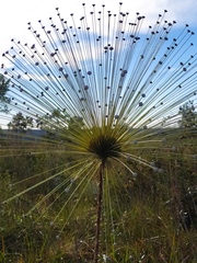 Paepalanthus chiquitensis