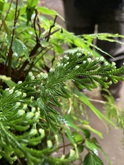 Selaginella involvens