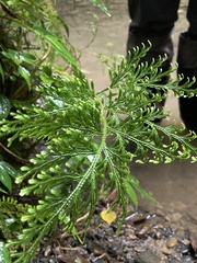 Selaginella involvens