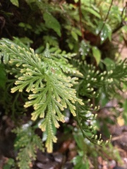 Selaginella involvens