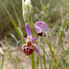 Ophrys delphinensis