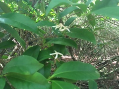 Aidia cochinchinensis