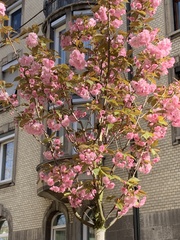 Prunus serrulata