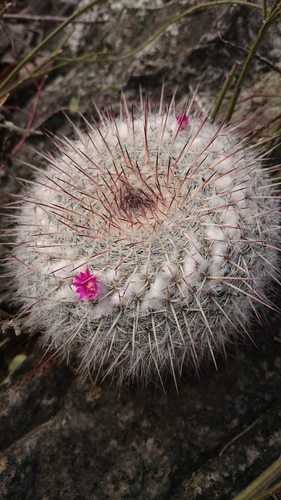 Mammillaria hahniana